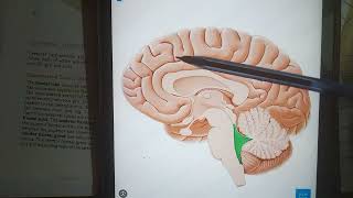 Cerebral hemispheres sulci and gyri Part 2 [upl. by Pelagia]