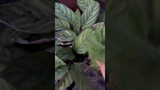 Calathea Plant Care outdoorCalathea plantcalatheaplantsbysarushortsyoutubeshorts [upl. by Lleon]