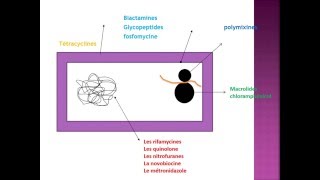 MICROBIOLOGIE LES ANTIBIOTIQUES [upl. by Vlada319]