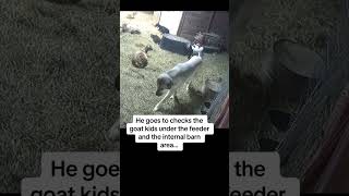 Moments before a coyote passes behind the barn Judge senses something… livestockguardiandog [upl. by Lauder]