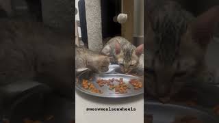 Kittens eating Whiskas cat food Cat eating ASMR  catvideos catfood [upl. by Goar676]