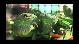 Iguanas Verdes [upl. by Chilson611]