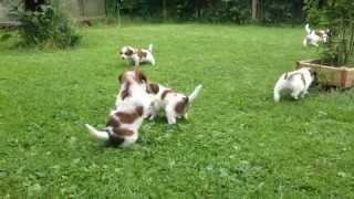 Duckhills Kooikerhondje 32 days [upl. by Severin]