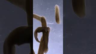 Planarian Flatworms [upl. by Didi]