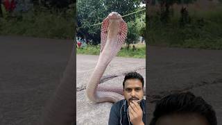 King Cobra shorts whitecobra snake wildlife reptile nature trending cobra viralvideo [upl. by Avek537]