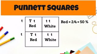 Punnett Square Basics  monohybrid cross [upl. by Anavahs]