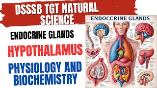 Endocrine Glands Hypothalamus Physiology and Biochemistry for DSSSB TGT NATURAL SCIENCE [upl. by Buffum]