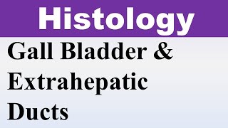 Chp16 Histology Inder Bir Singh  GALL BLADDER Histology  Histology [upl. by Asim]