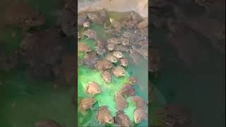 Easy Feeding frog In The Small Pond frog farming viralshort shorts youtubeshorts reels [upl. by Freyah]