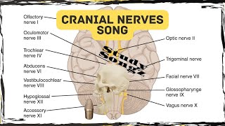 Cranial Nerves Song  Study Songz  Memorize the 12 Cranial Nerves Easily [upl. by William537]