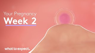 2 Weeks Pregnant  What to Expect [upl. by Eloise]