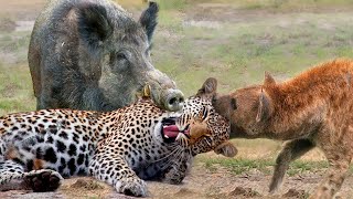 Most Amazing Moments Of Wild Animal 2022  Wild Discovery Animals Part2 [upl. by Cain]