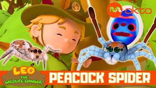 DANCING PEACOCK SPIDER ADVENTURES 🕷️🌈✨  Leo the Wildlife Ranger Spinoff S6E01  mediacorpokto [upl. by Anaej]