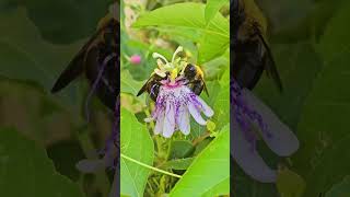 The Passionflowers were great for the bees Ram Sorat Giberson gardening [upl. by Weide320]