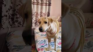 Dog Voice Dog Sound Dog crying labrador dogpets funny labradoretriever [upl. by Ordnael]