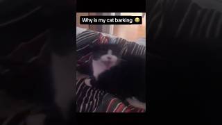 This cat barks like a dog [upl. by Adhern451]