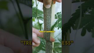 Watch this before consuming Mimosa tree ⚠️ [upl. by Jarred109]