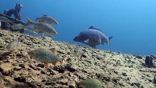 Karpfen Cyprinus carpio im Steinbruch Carp in a quarry [upl. by Noli]