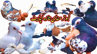 Wednesday Pigeons Market Layyah Update  Sea Khal  Chamba  Pashori Karbalai Jasa Nayab Prinda Sale [upl. by Lucius]