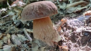 BOLETUS AESTIVALIS DI GIUGNO 2024 in 4K 🍄‍🟫🍄‍🟫🤙👍 [upl. by Kenwee]