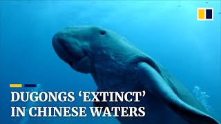 Dugong becomes first large mammal declared functionally extinct in China due to habitat loss [upl. by Stacie]