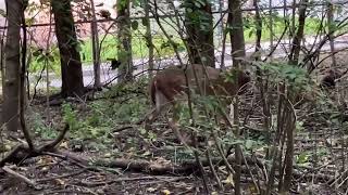 Deer spotted in Cedarvale Park and Ravine [upl. by Caitlin]