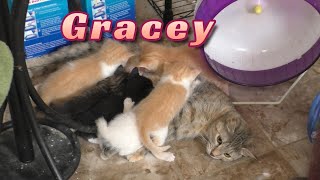 Graceys Kittens 4 Weeks Old 😻 [upl. by Corso]