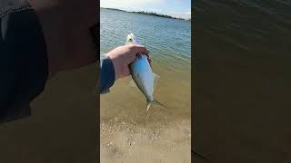 Bluefish on Tybee Island surffishing beach fishing outdoors [upl. by Eiggam]