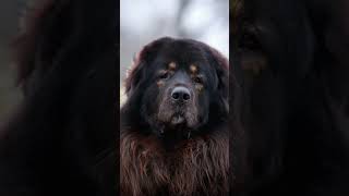 The Tibetan Mastiff A Powerful and Ancient Breed 🐕‍🦺 shorts [upl. by Ititrefen171]