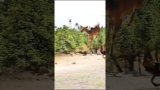 Guard Dog Takes on DEER in Backyard Showdown [upl. by Christie]