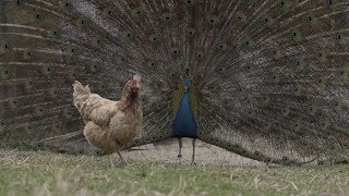 Watch Male Peacock Desperately Try Everything To Impress Chicken [upl. by Ainesy]