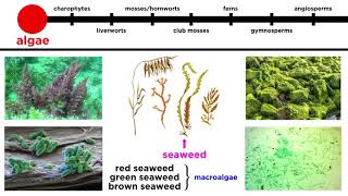 Overview of Plant Classification Vascular and Nonvascular Plants [upl. by Kreiner811]