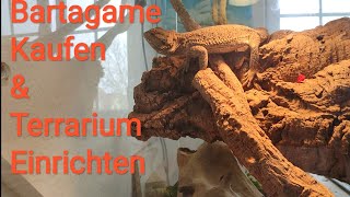 Bartagame Kaufen  Bartagamen Haltung  Terrarium Einrichten [upl. by Alphonsa]