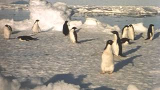 Archival Film Lindblad Antarctic Expedition [upl. by Neelhtac457]