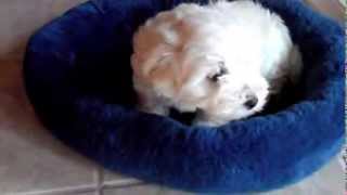 Cute Maltipoo Puppy  MY FIRST DAY HOME [upl. by Hannahs218]