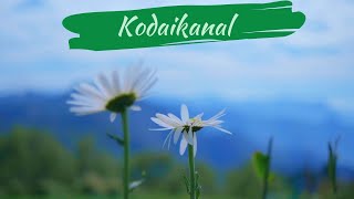 Exploring Kodaikanal  Dolphins Nose  Vattakanal Waterfalls  Cinematic Travel Video  Part 2 [upl. by Eidnarb]