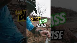 Black Bass La Breña catchandrelease shortsviral fishingvideo pescadeportiva airbass [upl. by Vial]