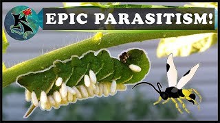 Caterpillar Parasitism amp Parasitoid Wasps  Tobacco amp Tomato Hornworm  Koaw Nature [upl. by Flam256]