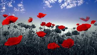 Animated Butterflies transform Red Poppies  Nature  after effects [upl. by Madi]