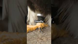 Ostrich Kicks Deadlier Than You Think 🦵💥 animalfacts [upl. by Clippard454]