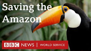 Why are we failing to protect the Amazon rainforest  The Climate Question BBC World Service [upl. by Ahsaeit454]