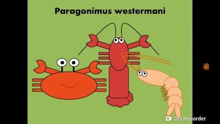 Paragonimus westermani Lung Fluke المثقوبة الرئوية [upl. by Ericksen681]