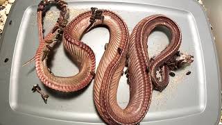 Red Tail Boa vs Flesh eating Dermestid Beetle Timelapse [upl. by Suired]