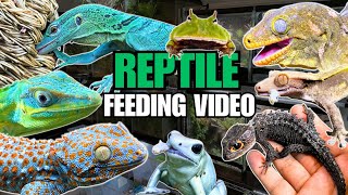 FEEDING MY PET REPTILES 52 SILKWORMS  GREEN TREE MONITOR LIZARD VIVARIUM SNEAK PEEK [upl. by Keyek]