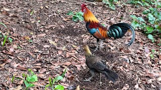 Gallo salvaje rojo macho y hembra en el Parque Fort Canning de Singapur [upl. by Eedna180]