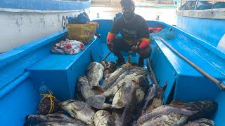 One of the best island trip of the year in GOAINDIA CATCHING BIG GROUPER [upl. by Arvell]