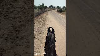 Morning ride morning vibes watsapp status sultanstudfarm7773 viralvideo [upl. by Strohl]