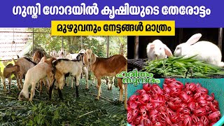 ഗുസ്തി ഗോദയിൽ കൃഷിയുടെ തേരോട്ടം  Kerala Farming  Haritham SundaramEP 452 [upl. by Norrek]