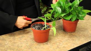 Propagating Pothos Plants  Gardening amp Plant Care [upl. by Sadick]