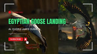 Egyptian Goose Landing into Lake [upl. by Annairba609]